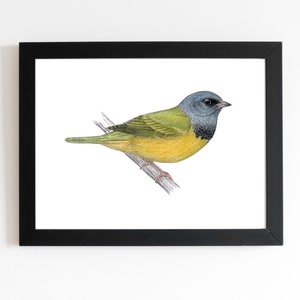 Mourning Warbler Art Print 5x7 inches, bird art, bird art print, birding, birdwatching, bird lover, backyard birds warbler