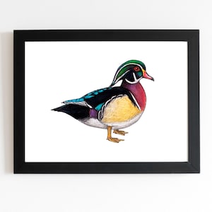 Wood Duck Art Print 5x7 inches, duck art, waterfowl, waterfowl art, birding, birdwatching