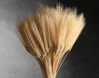 Wheat Triticum Stack 12-13 inches