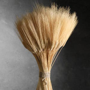 Wheat Triticum Stack 12-13 inches
