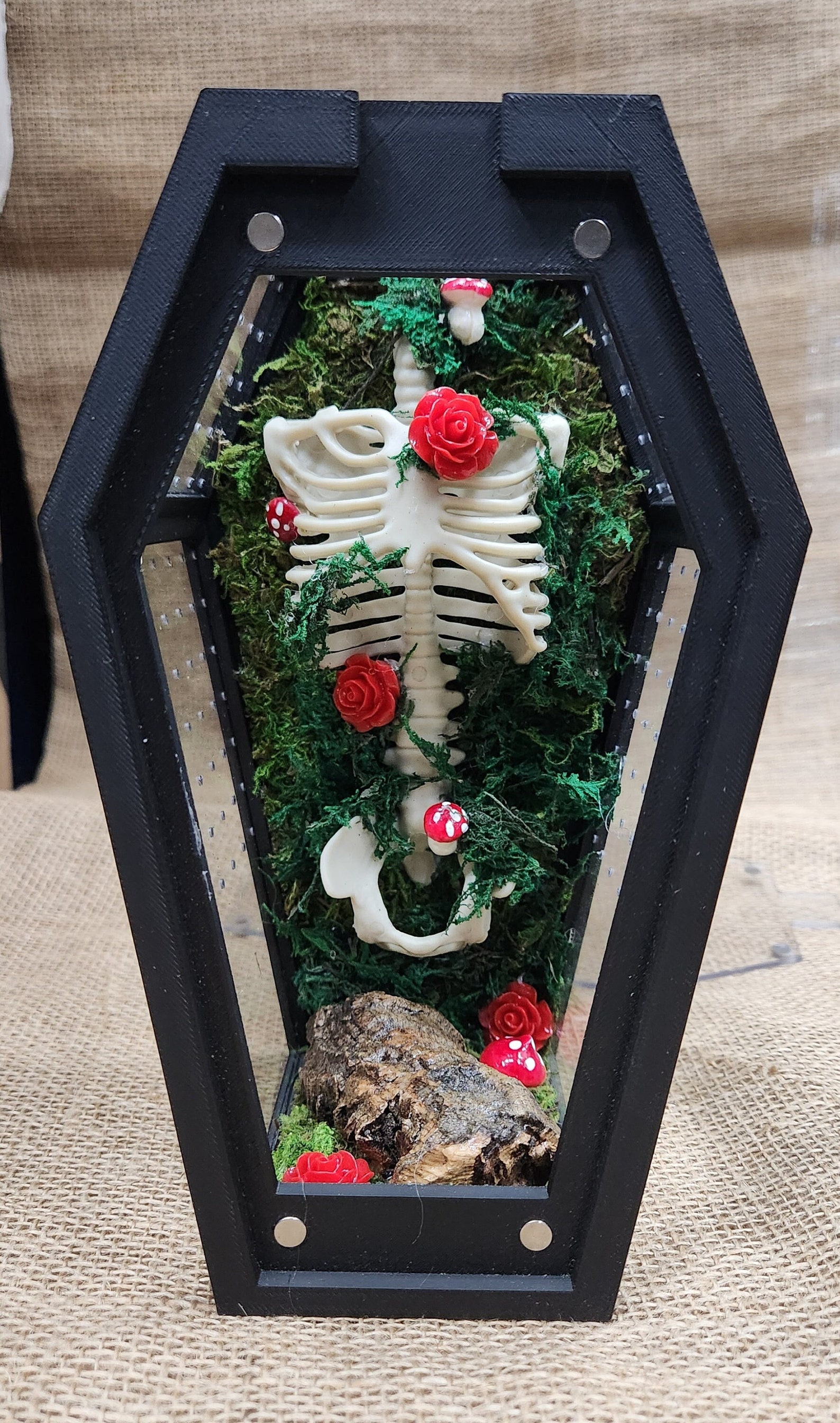 Coffin & Bones Jumping Spider Enclosure Medium - Etsy