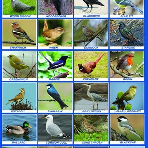 Laminierte BIRDS lernen Kinder pädagogische Schule Typ Poster Wanddiagramm - A4 Größe
