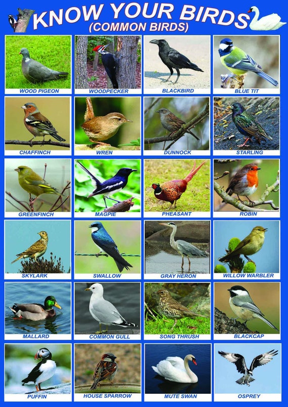 Birds Chart for Kids