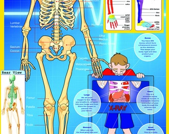 Laminated SKELETON Learning Kids Educational School Type Poster Wall Chart - A2 Size