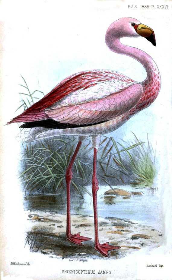 Flamingo, oiseaux