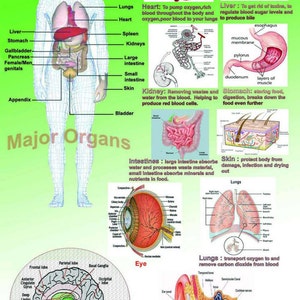 Laminado de los órganos principales educativos / médico doctor carta pared de escuela tipo Poster - tamaño A2