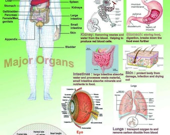 May include: A colorful illustration of the major organs of the human body. The illustration shows the brain, heart, lungs, liver, stomach, intestines, kidneys, spleen, and skin. The illustration is labeled with the names of each organ and a brief description of its function.
