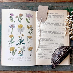 Vintage wildflower book, 1930s Everyman's Wild Flowers and Trees by Miles Hadfield red cloth-covered hardback botanical flower illustrations