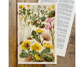 Antique original botanical yellow pink flower book plate - page from Victorian nature book