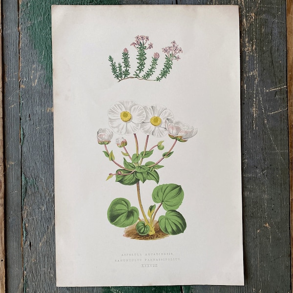 Victorian antique flower bookplate - white ranunculus - original page from a Victorian book dated 1874