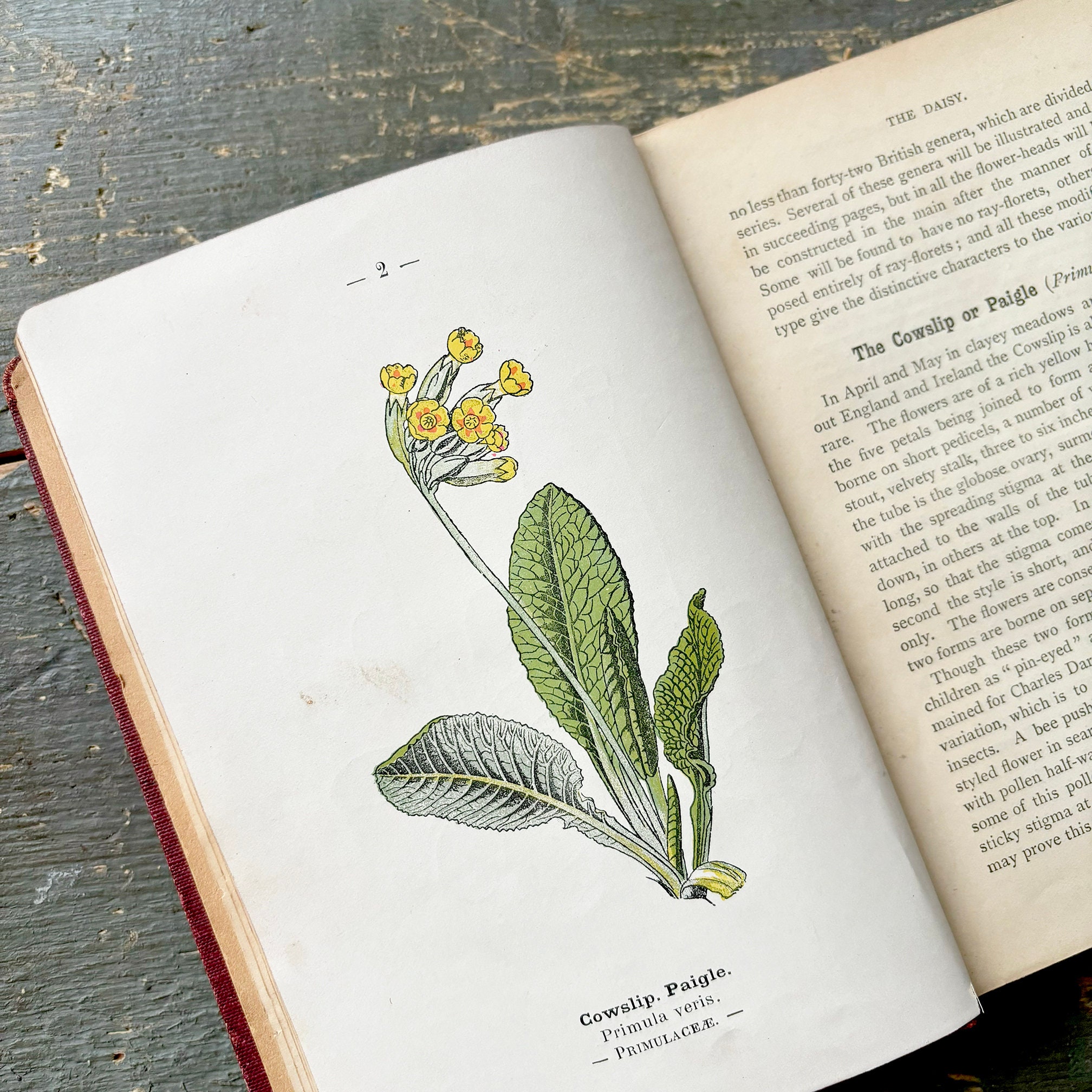 Pocket Guide to British Wildflowers