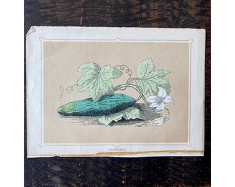 Victorian antique cucumber art print book plate - original botanical book page