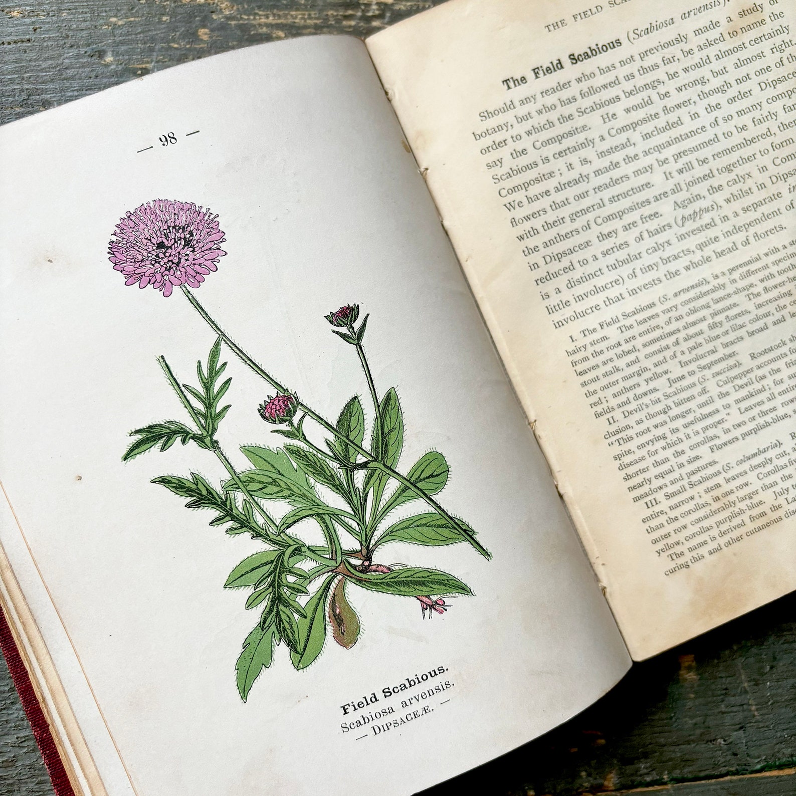 Pocket Guide to British Wildflowers