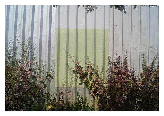 Urban Foliage Against Metal Fence With Painted Shape A5 - How To Paint Corrugated Metal Fence Urban Foliage Against Metal Fence With Painted Shape A5 - How To Paint Corrugated Metal Fence