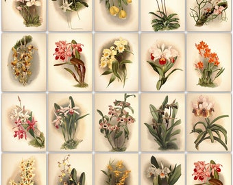 97 vintage Orchid images  ultra high resolution 4290 x 6100 pixels instant digital download