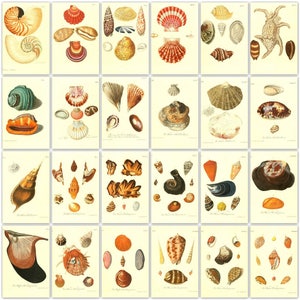 May include: A collection of 24 vintage illustrations of seashells. The illustrations are in black and white and feature a variety of seashells, including nautilus, clams, and oysters.