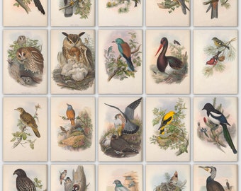 Grabados de aves de John Gould: 366 láminas a color antiguas (descarga digital)