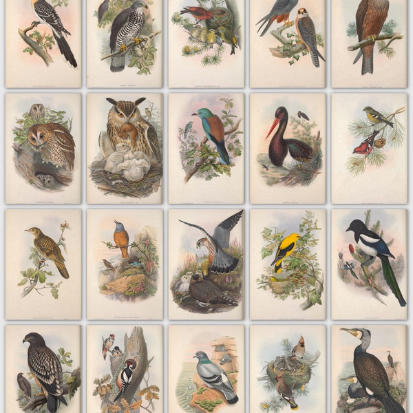 366 colour image plates of birds from the Birds of Great Britain (1873) by John Gould a High Resolution instant digital download