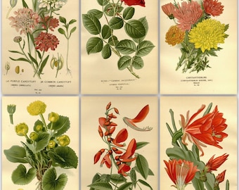315 flower colour plates from the antique book (1896) instant digital download