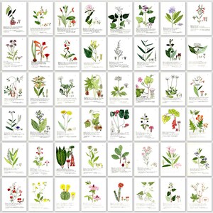 Placas de imagens de plantas botânicas antigas: 1849 Flore Universelle (download digital)