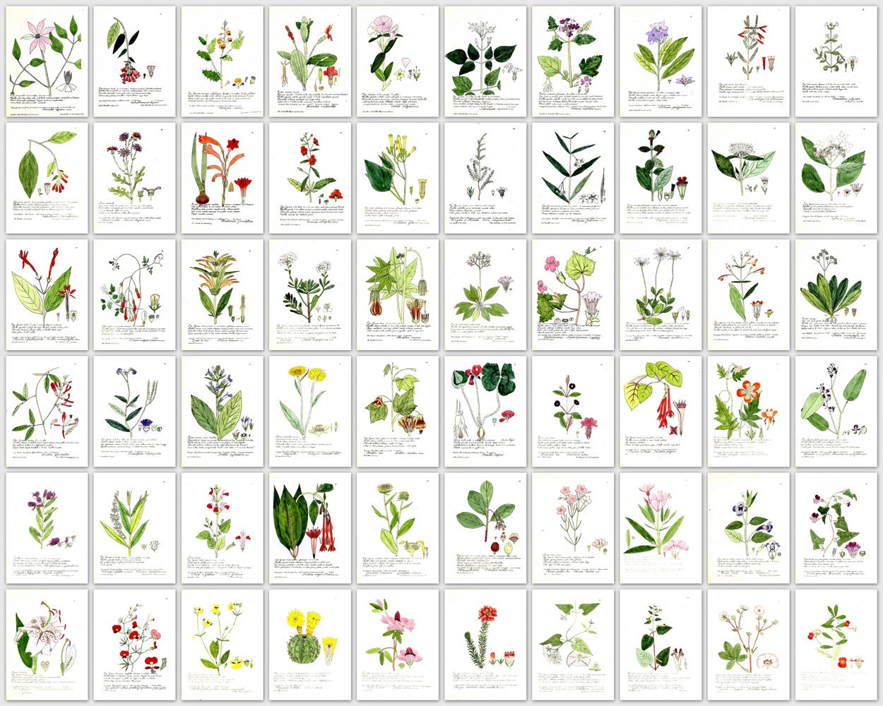 Antique Botanical Plant Image Plates: 1849 Flore Universelle (Digital Download)