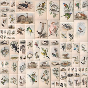 681 colour plates from The Birds of Australia by John Gould Complete 7 volumes  Ultra High Resolution Instant digital download