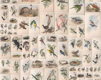 681 colour plates from The Birds of Australia by John Gould Complete 7 volumes  Ultra High Resolution Instant digital download