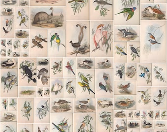 John Gould's Birds of Australia: 681 Color Plates (Digital Download)
