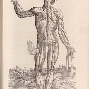 Rare Antique Anatomy Books: Vesalius Era Plates (Digital Download)