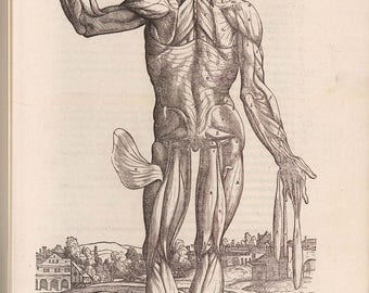 Rares livres anciens d'anatomie : plaques de l'époque de Vésale (téléchargement numérique)