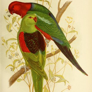 Australian Birds Color Plate: Vintage Broinowski Illustration (Digital Download)
