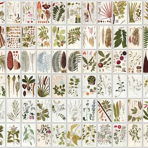 Gravuras Botânicas Antigas: 138 Imagens Coloridas de Plantas (Download Digital)