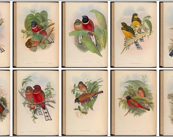 530 color plates from Gould 's Birds of Asia Ultra High Resolution instant digital download