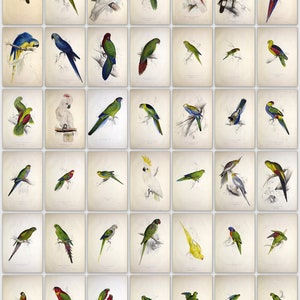 Puede incluir: Una colección de ilustraciones de aves vintage, con varias especies de loros. Las impresiones muestran dibujos detallados de loros coloridos, incluyendo guacamayos, cacatúas y periquitos, sobre un fondo neutro. La obra de arte destaca el plumaje y las poses naturales de las aves.