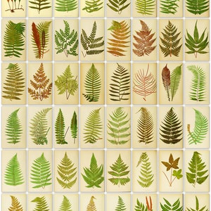 Rare Digital Facsimiles of vintage botanical book 482 colour fern plates Ultra High Resolution instant digital download