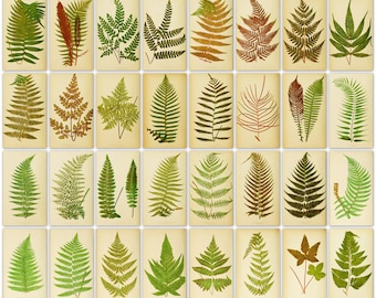 Vintage Fern Prints: 482 Botanical Illustrations (Digital Download)