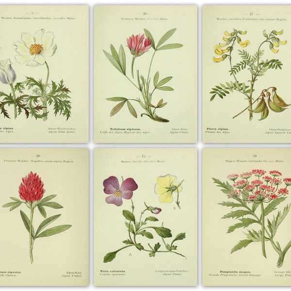 143 colour flora images -Alpen Flora Westalpen (Alpine flora: Western Alps) at High Resolution instant digital download