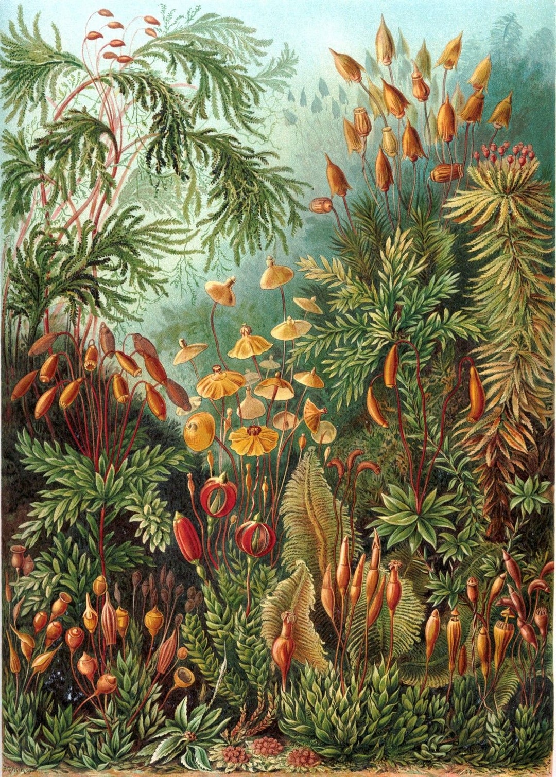 エルンスト・ヘッケルの自然芸術作品 100 枚のアート カラー
