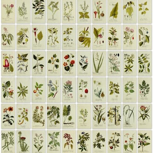 475 colour botanical plant image plates from one antique book (1788)  Ultra High Resolution Instant digital download