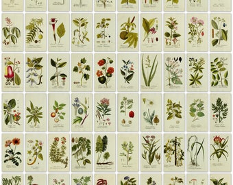 475 láminas de imágenes de plantas botánicas en color de un libro antiguo (1788) Ultra Alta Resolución Descarga digital instantánea