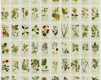 Antique Botanical Plant Prints: 1788 Color Plates (Digital Download)