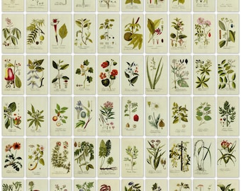 475 Farben botanische Pflanzen BildPlatten aus einem antiken Buch (1788) Ultra High Resolution Instant digitaler Download