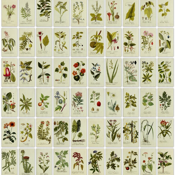 475 colour botanical plant image plates from one antique book (1788)  Ultra High Resolution Instant digital download