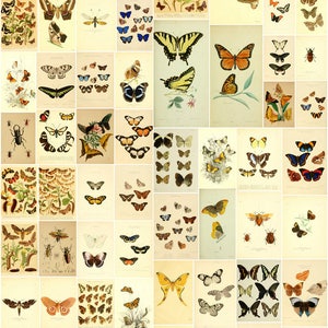 1841 color plates from 12 Antique Facsimiles of Butterfly Insect Books High Resolution Instant digital download
