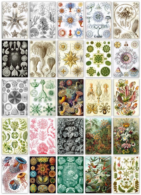 Ernst Haeckel Art Forms in Nature Prints: 100 Color Plates 