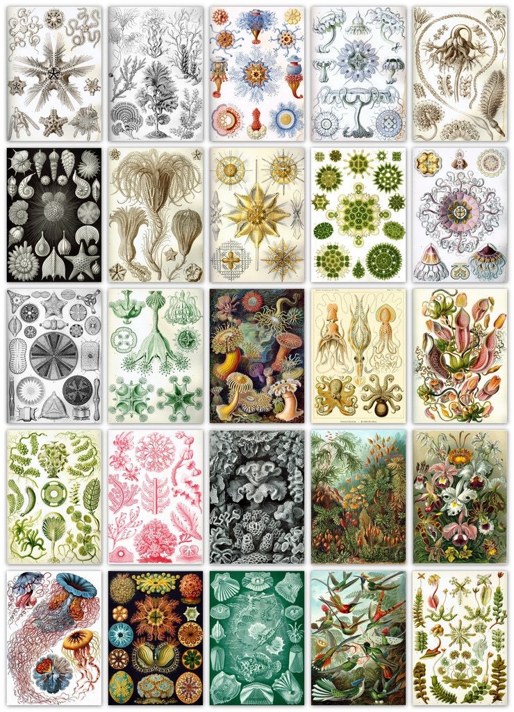 エルンスト・ヘッケルの自然芸術作品 100 枚のアート カラー