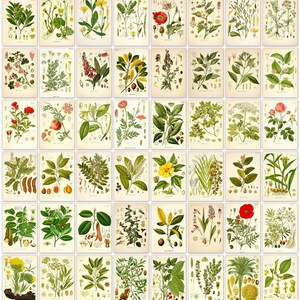 Grabados antiguos de plantas medicinales: 304 ilustraciones botánicas (descarga digital)