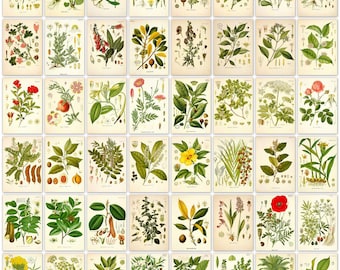 Antique Medicinal Plant Prints: 304 Botanical Illustrations (Digital Download)
