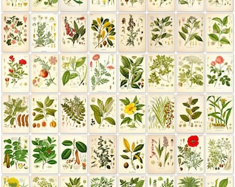 304 colour plates of medicinal plant from the antique book (1883)  Ultra High Resolution Instant digital download