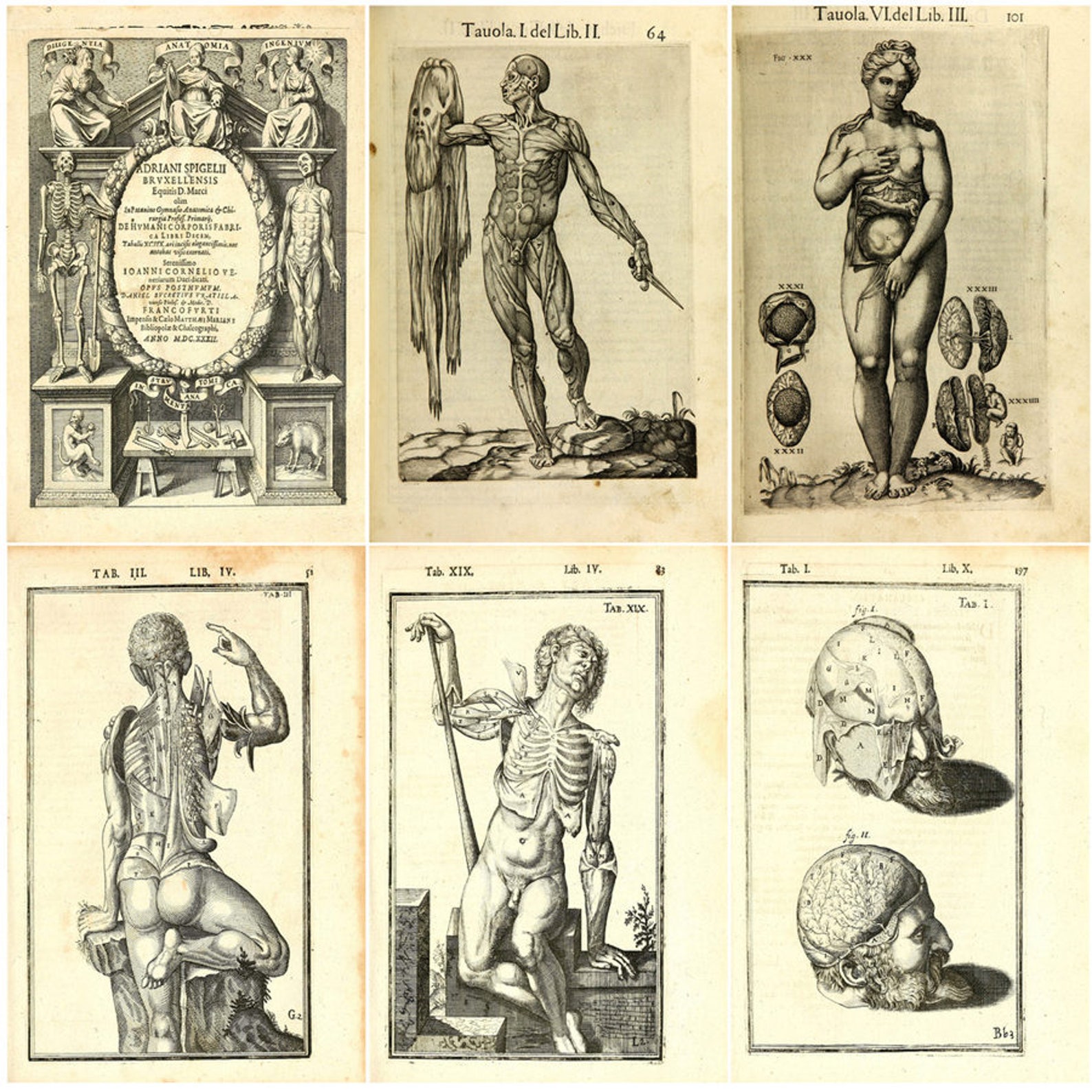 8 Rare Antique Anatomy Books Andreas Vesalius From 16th to 19th Century
